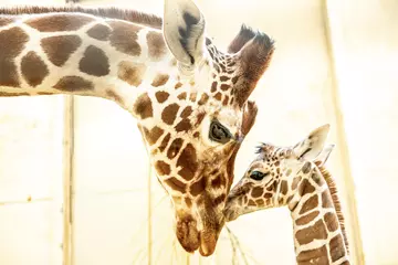 Luna the giraffe nuzzles her calf 