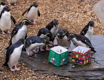 Rockhopper penguins looking inside festive Christmas presents filled with fish
