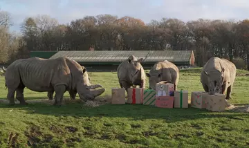 Rhinos enjoying a Christmas meal