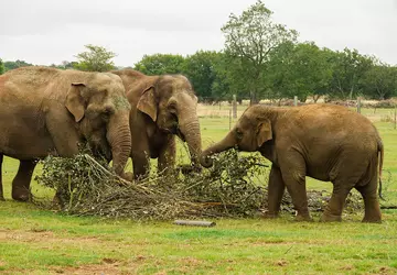 Three Asian elephants with browse in the paddock