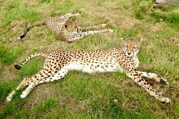 Two cheetahs lying in the grass