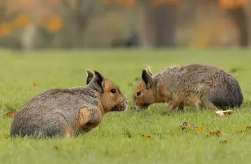 Two maras sitting in the grass