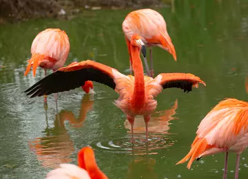 Flamingos in the water at Whipsnade Zoo