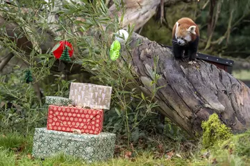 red panda standing on a log looking at a pile of christmas presents
