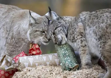 two lynx playing with christmas presents
