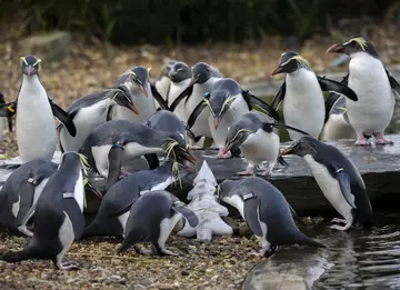 Rockhopper penguins investigate a Christmas-tree shaped ice block concealing fish
