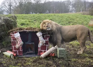 Malik plays with Christmas enrichment 