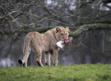 North African lion cub with scented stocking in its mouth 