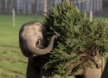 Nang phaya the elephant plays with a Christmas tree 