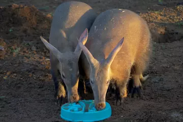 Nacho (l) and Tafari (r) the aardvarks eating together