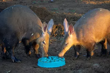 Nacho (l) and Tafari (r) the aardvarks enjoying food together