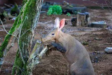 Nacho the aardvark licks avocado from a tree stump