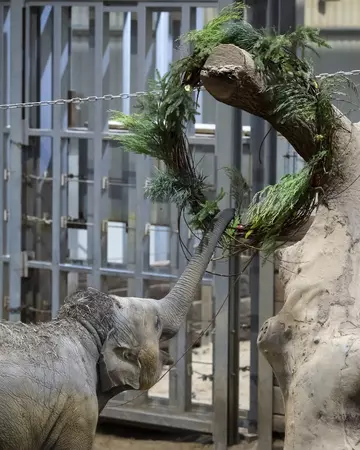 Nang Phaya the Asian elephant calf investigating a Christmas wreath made from willow and conifer