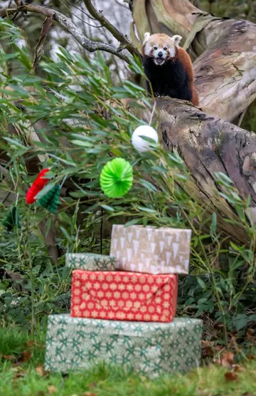 Red panda with presents 