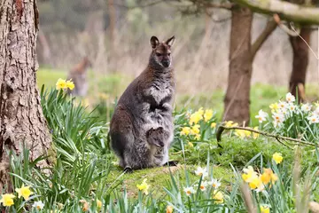 A wallaby mother with a joey in her pouch sitting in amongst daffodils