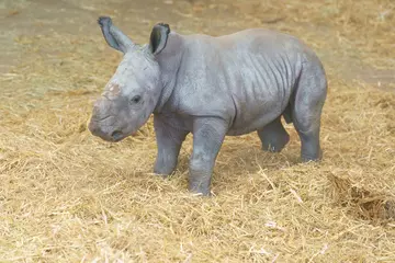 Baby rhino born new years eve at Whipsnade Zoo