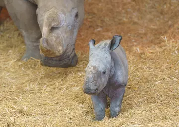 Male baby rhino born new years eve 2025.