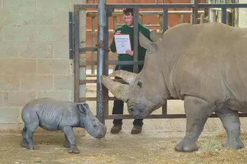 Jonathan Risbridger counts southern white rhino baby for 2026 stocktake
