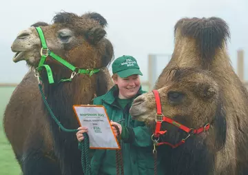 Rachel Melvin adds domestic Bactrian camels Izzy and Sally to the 2026 stocktake tally.JPG