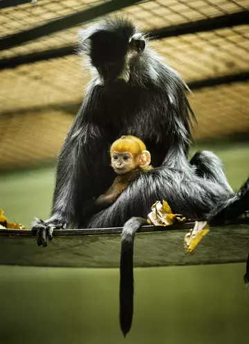 A baby langur born at Whipsnade Zoo