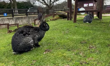 Two giant rabbits sitting on the grass