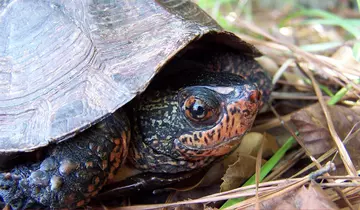A red-necked pond turtle