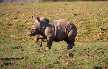 baby rhino at whipsnade