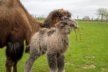 Camel calf and mum Izzy at Whipsnade Zoo