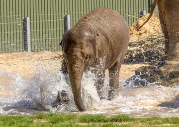 A young elephant splashing in the pool