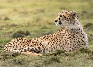 A cheetah lying on the grass