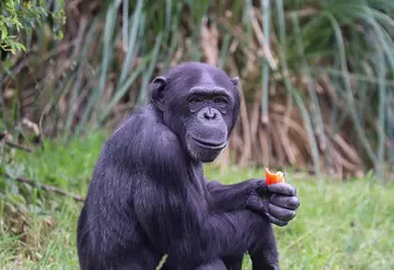A chimpanzee eating veg with long green grasses in the background