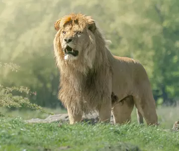 A young male lion with his mouth open with greenery in the background