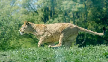 A lioness running