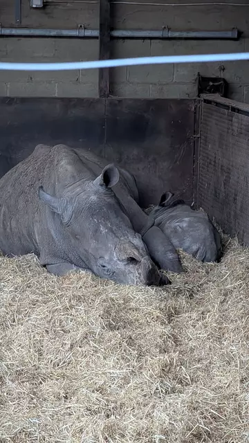 Mick the rhino falling asleep