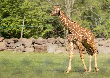 A giraffe calf in the paddock with greenery in the background