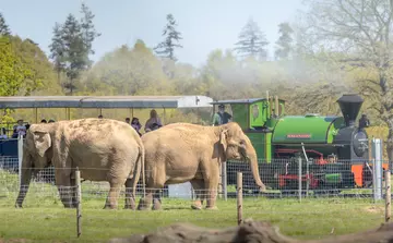 Two elephants next to the railway train