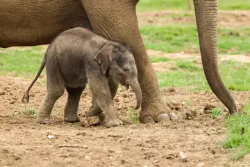 Elephant calf in the paddock next to mum
