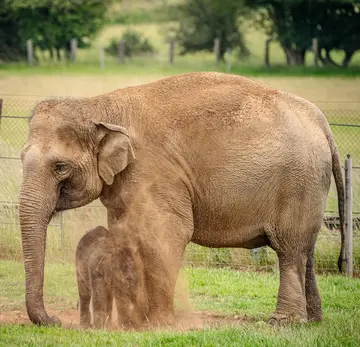 An elephant mum and calf covered in dust in the grassy paddock