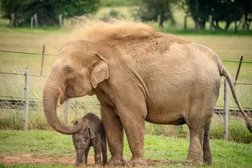 An Asian elephant and her calf covered in dust in the grassy paddock