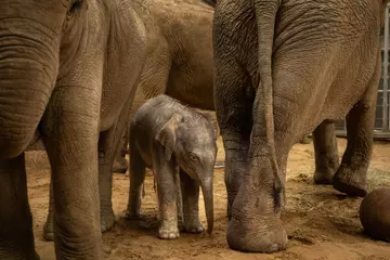 Baby elephant born at Whipsnade Zoo