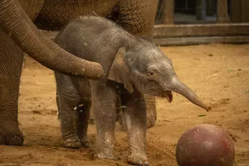 Elephant calf with the ball