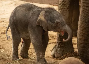 An elephant calf with sand in the background