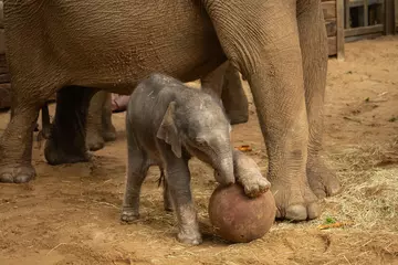 Elephant calf playing with a ball at Whipsnade