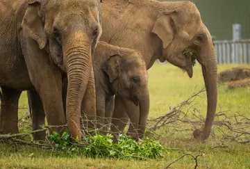 Whipsnade Zoo Asian elephants 