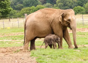 Mum and elephant calf in the grassy paddock