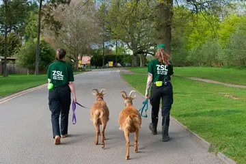 Two Guernsey goats being walked by keepers
