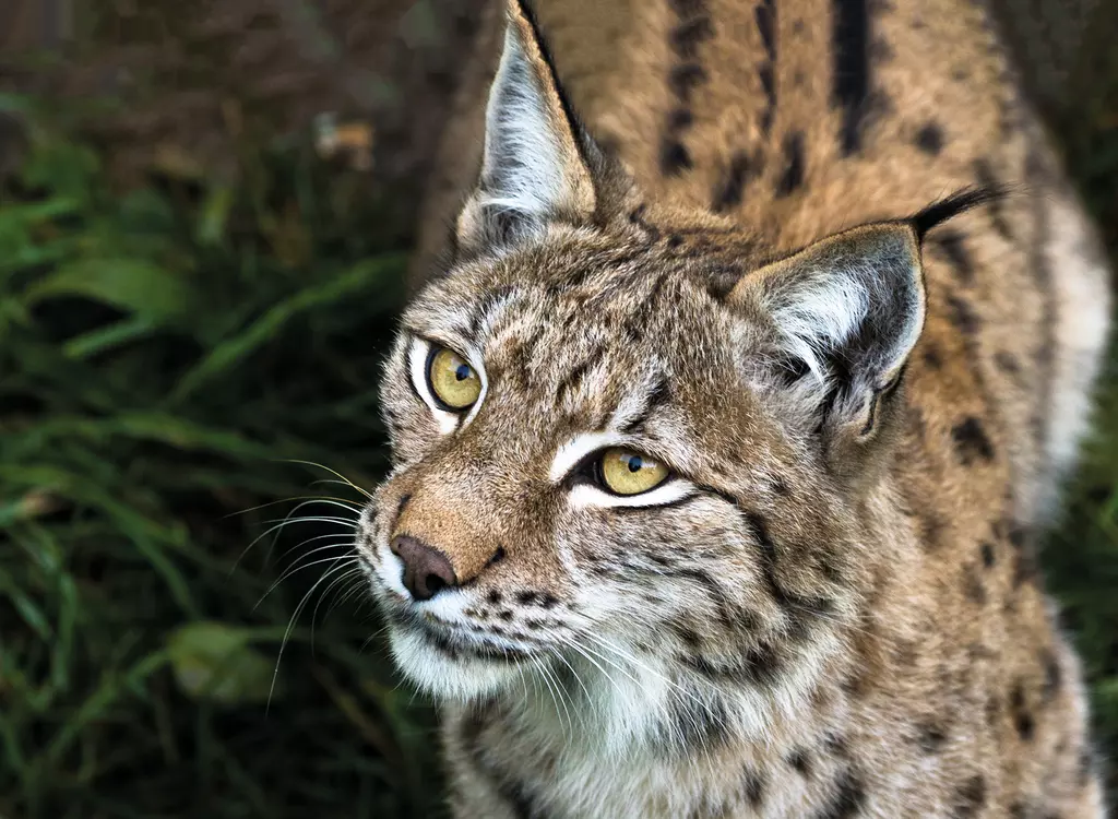 Eurasian lynx | Whipsnade Zoo