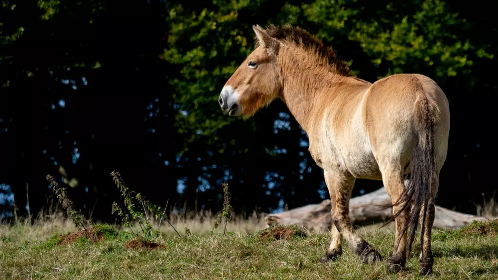 Przewalski's horse | Whipsnade Zoo