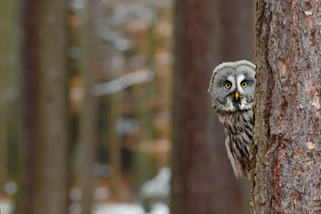 Great gray owl | Whipsnade Zoo
