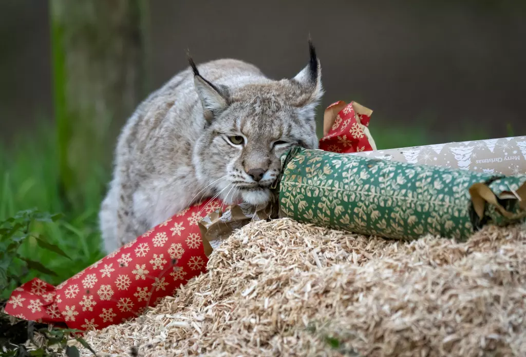 A zoo-per Christmas | Whipsnade Zoo